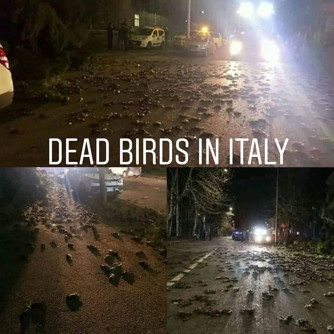 IndigoLeo10's tweet photo. Birds dropping like flies in Italy.....We need to stop that 5G.
 I've seen similar vidoes from UK and other countries. Those radiations are slowly wasting animal lifes.
It happened yesterday.
Repost @youcantstopthetruth https://t.co/J5Vv2y9yet