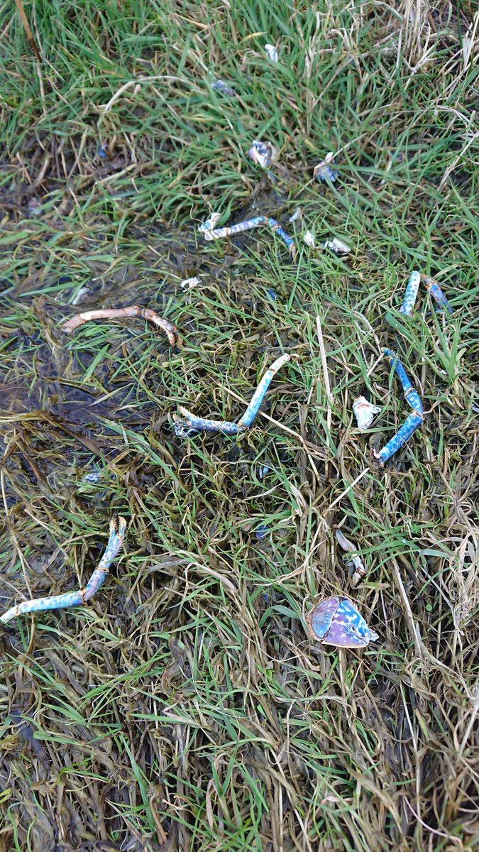 ArdnamurchanC's tweet photo. Ottery crab massacre! Such amazing colour in the shells. #OtterActivity #Ardnamurchan #ScottishWildlife https://t.co/PMWMtETuiK