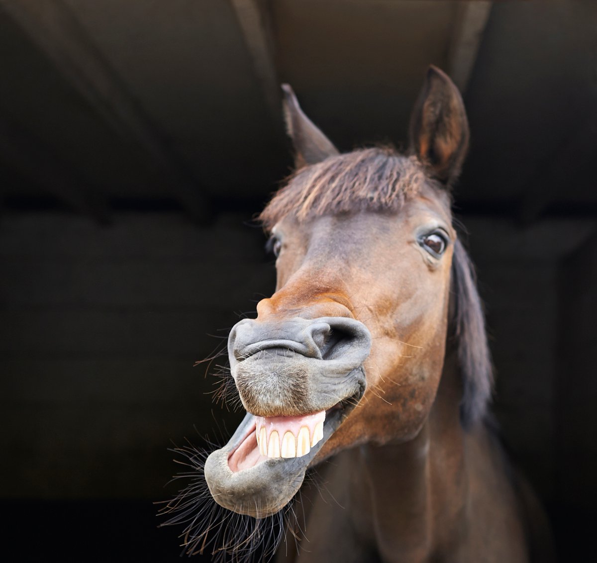 AnimalPlanet's tweet image. A friendly reminder to smile today! Ironically though, horses don’t smile to show happiness. They are often seen “laughing” or “smiling”, but this movement is actually to help them smell better. 👃#animalplanetupclose #nationalhorseday