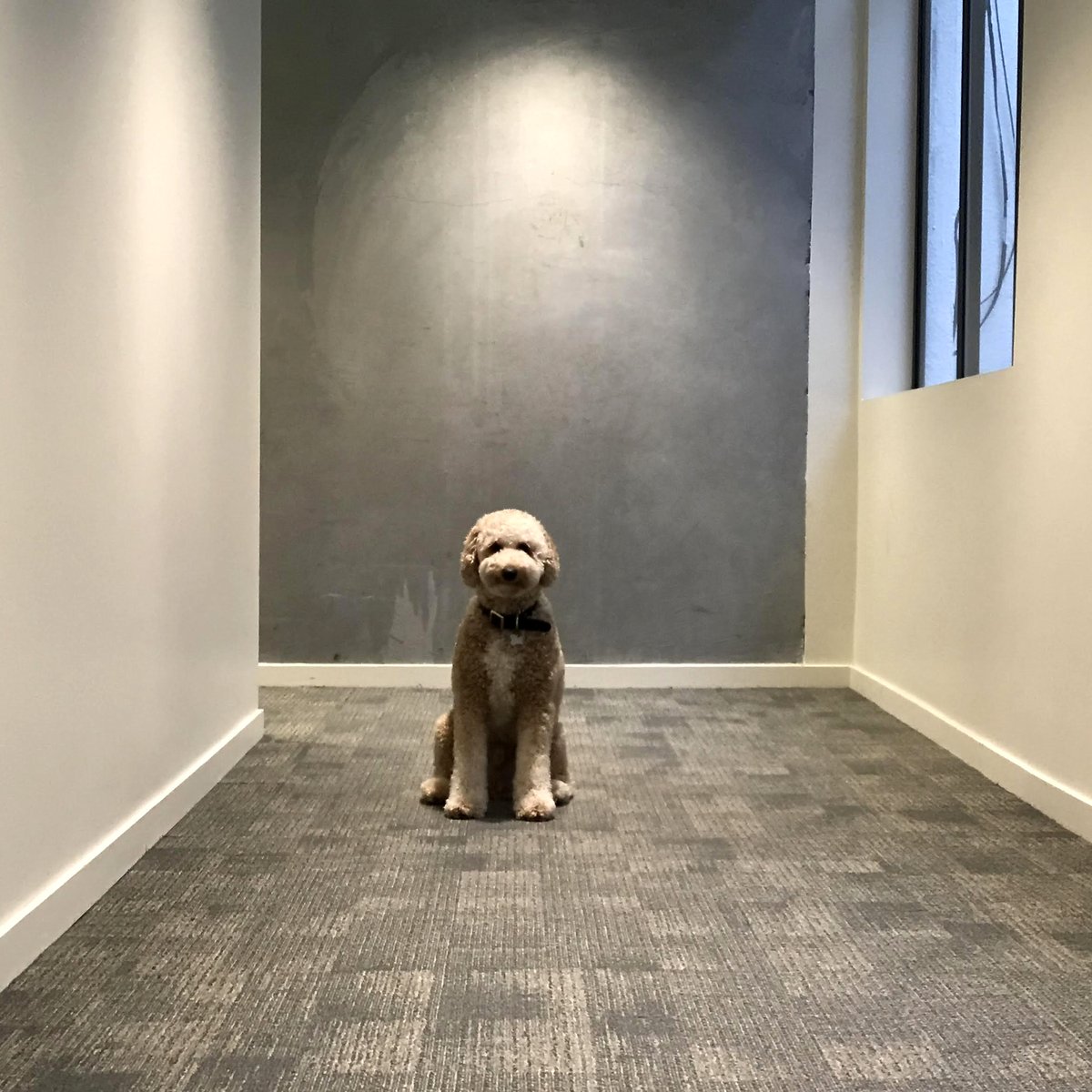 Despite working from home, Beast SF remains committed to providing our clients with top quality editorial &amp; post services. We have continued to edit/finish projects for our clients, virtually uninterrupted, for the past month.
Stay safe,
❤️ beast.tv