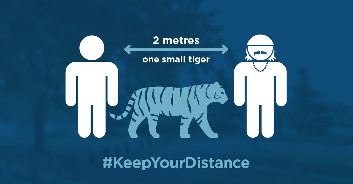 cityofsaskatoon's tweet photo. When discussing the latest trends with others during your daily walk, please maintain a physical distance of 2 metres between yourself and anyone else. This is about the length of a small tiger. 🐅 
#KeepYourDistance #TogetherApartYXE

#COVID-19: https://t.co/cvA4IZw3nM https://t.co/B4Tenvn9pe