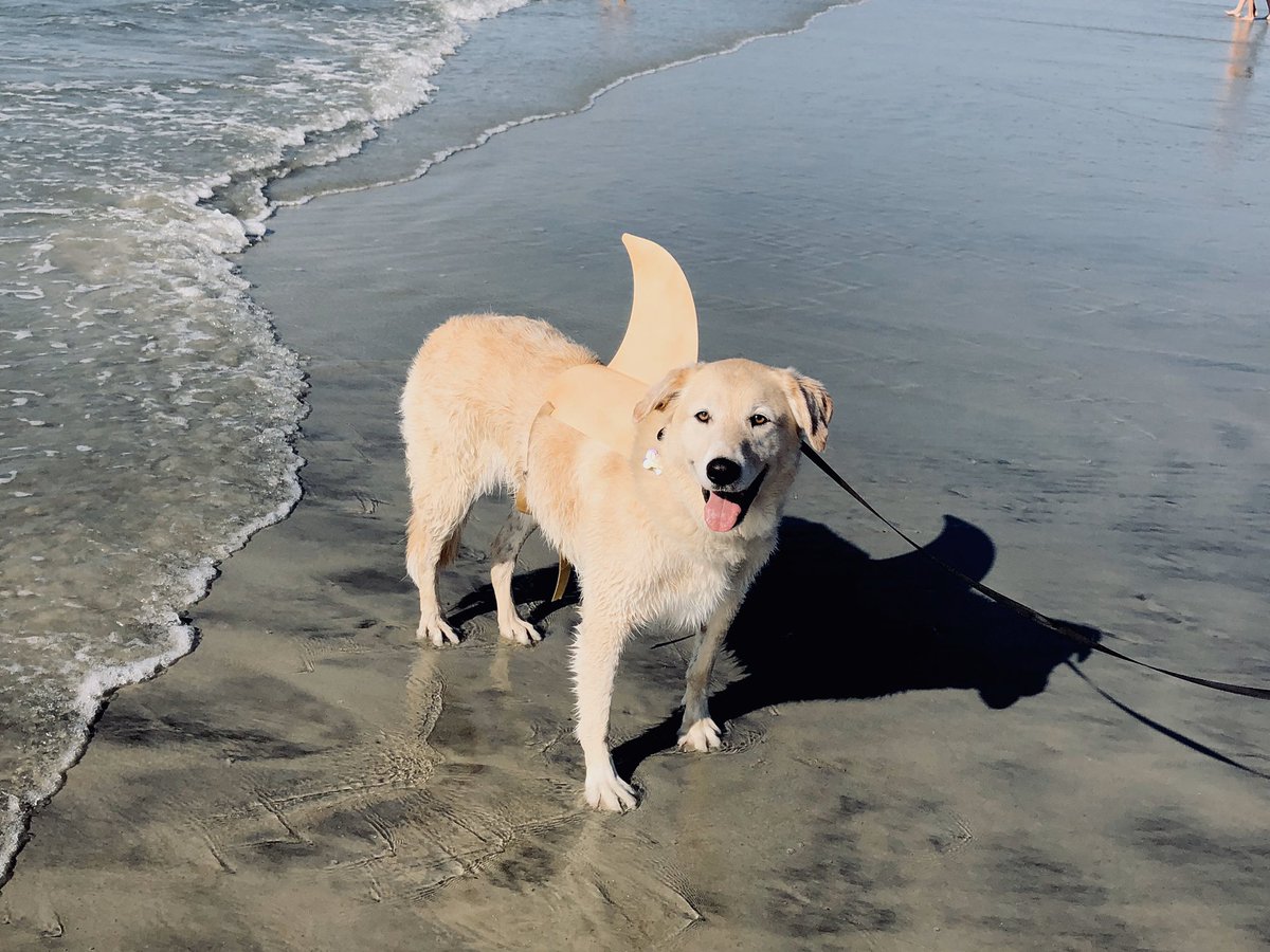 KellyPainter11's tweet photo. @TheGoldenRatio4 No place is safe! #kimura #goldencollie https://t.co/2I07qAU1AV