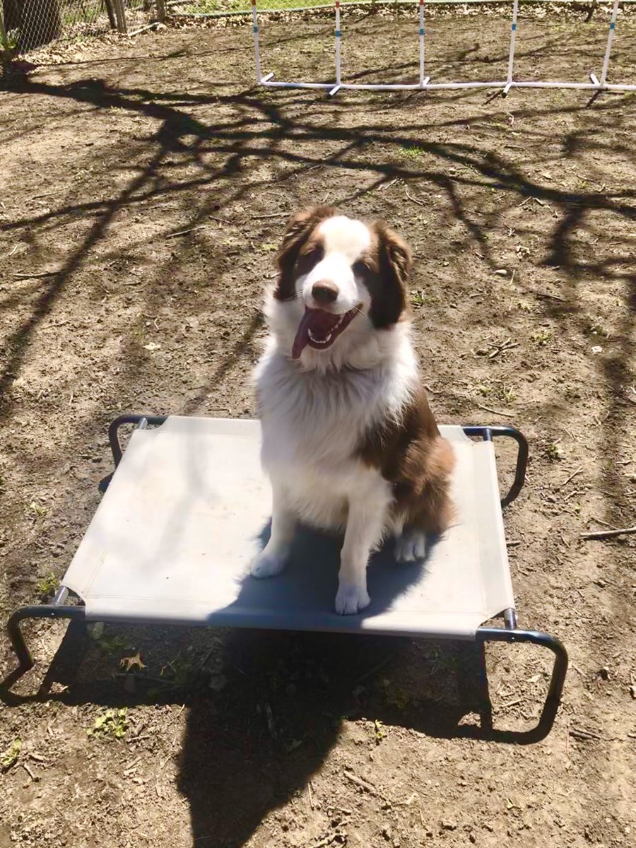 mrs_sorrell's tweet photo. What a gorgeous day!! 🌞 To think we might be wearing hoodies again by this weekend. 😯Our quarantine activity of the day: agility—backyard edition! 🐶
#QuarantineLife #aussiepups #GeriAndFreki #agilitydogs #backyardagility #sunnydays #IwishIhadGrass https://t.co/L66sKH48tY
