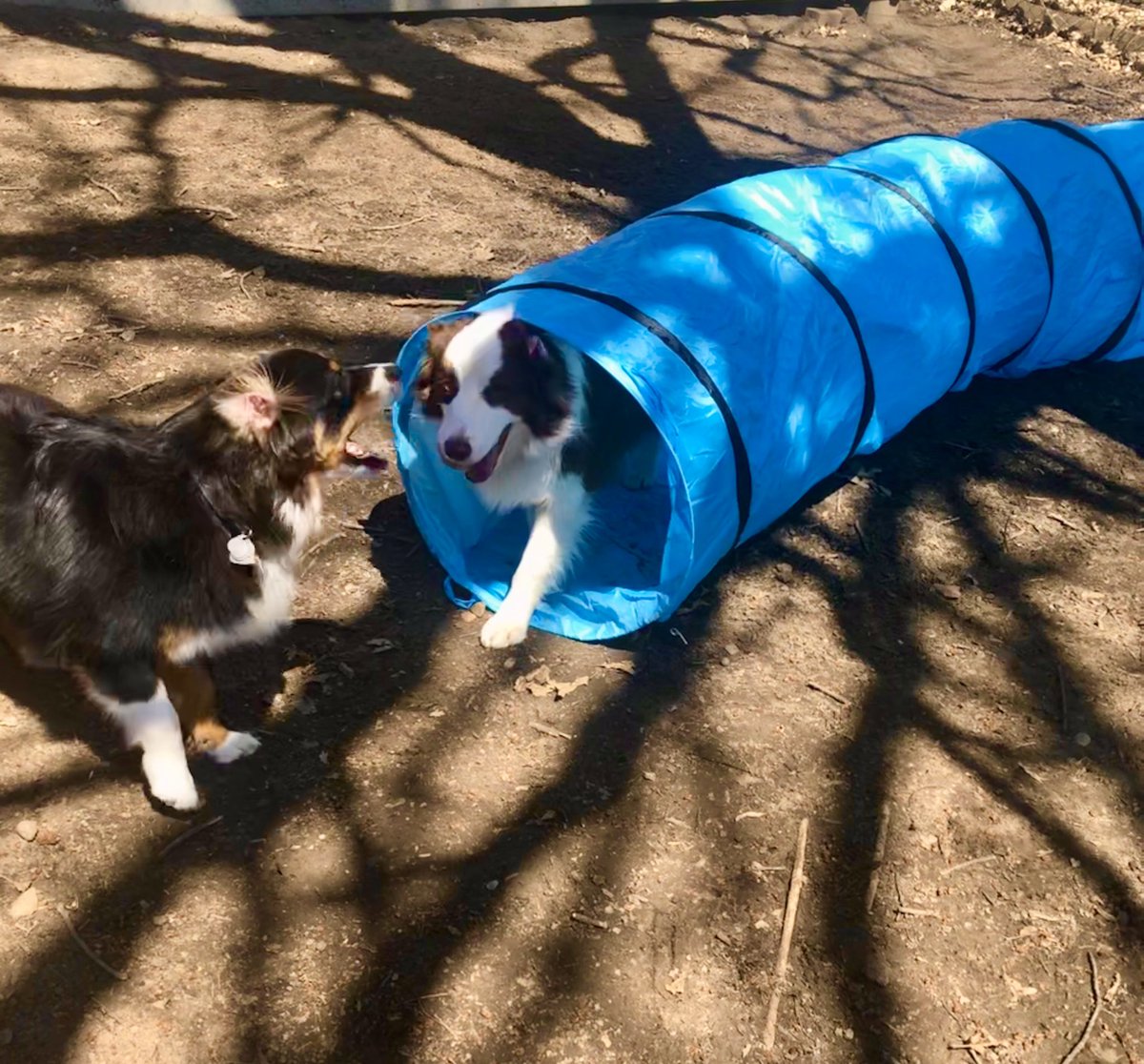 mrs_sorrell's tweet photo. What a gorgeous day!! 🌞 To think we might be wearing hoodies again by this weekend. 😯Our quarantine activity of the day: agility—backyard edition! 🐶
#QuarantineLife #aussiepups #GeriAndFreki #agilitydogs #backyardagility #sunnydays #IwishIhadGrass https://t.co/L66sKH48tY
