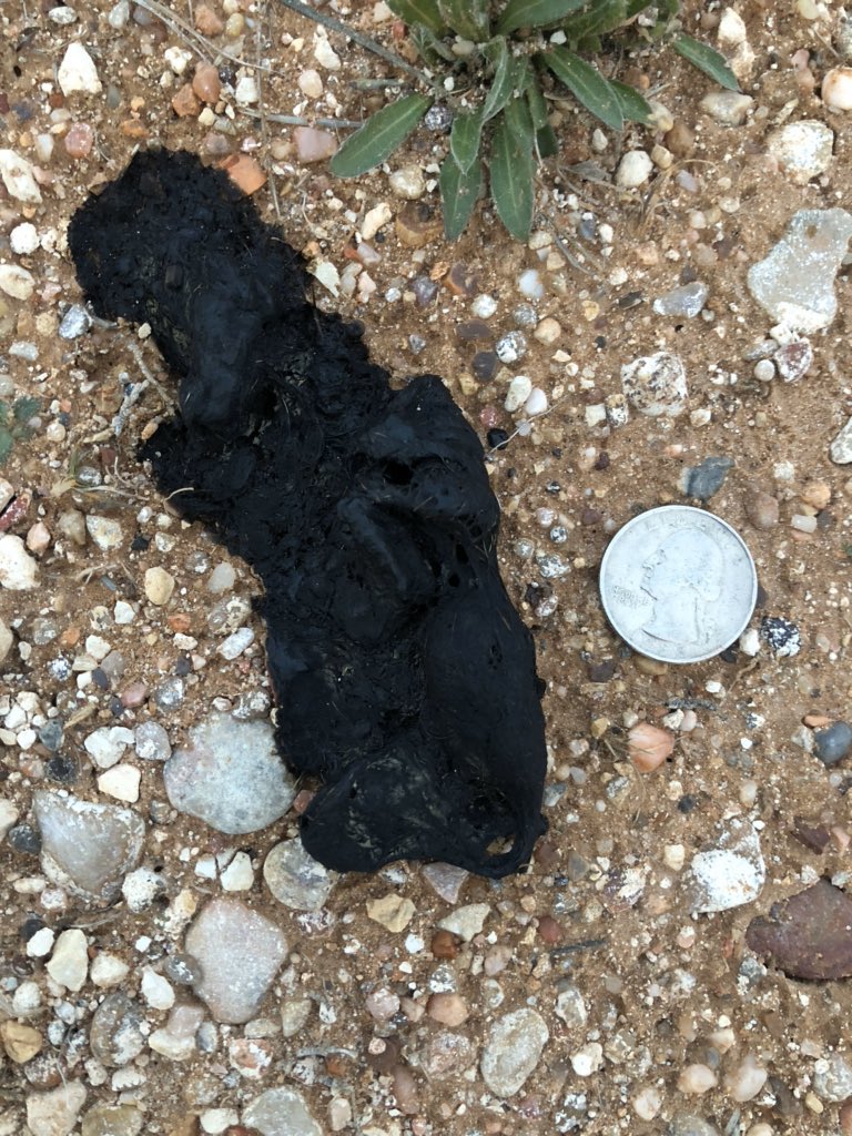 Today’s doo takes us to Snyder, Texas, found in February earlier this year. Thanks to  @BotanyBrooke for sharing the photo!  #WhosePoo does this doo belong to?! Send me your guesses all day today; I’ll reveal the animal who did the deed same time tomorrow!  #SciComm