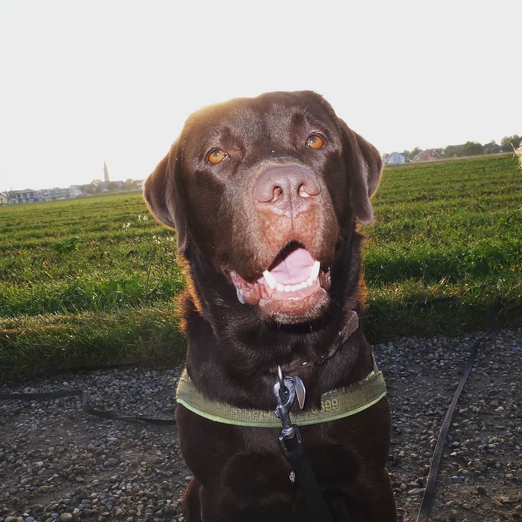 Berti_and_Ernie's tweet photo. Hello, here is a little smile for you, to cheer you up!  Share my smile with a friend to encourage her (or him) 😃! https://t.co/LLBTjW4Sr8