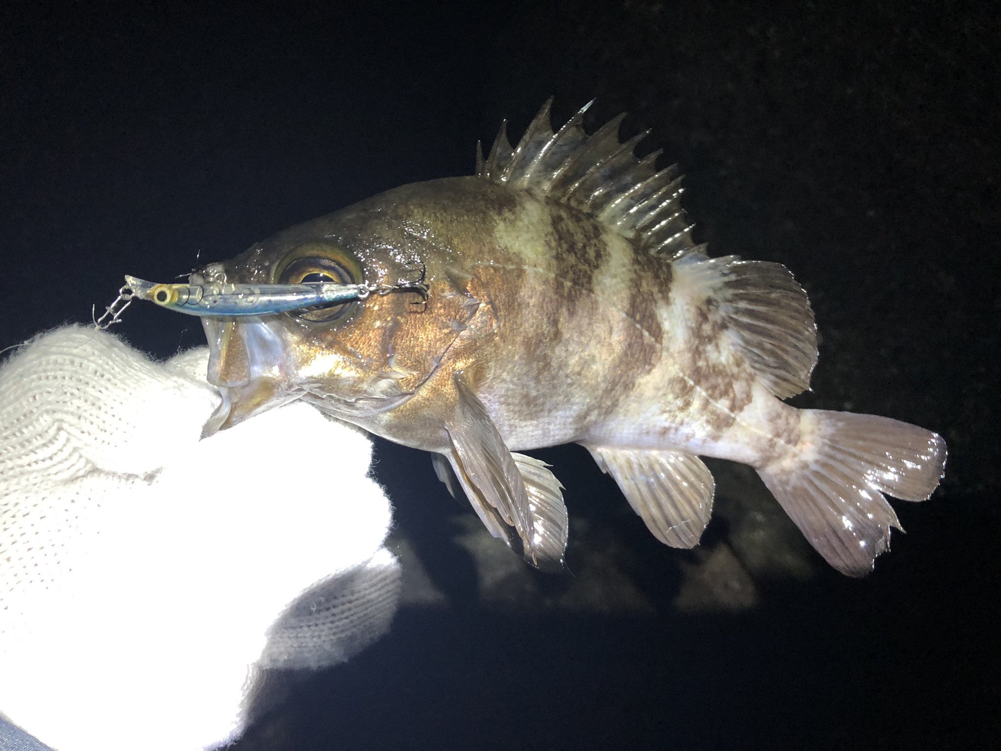 コルセア スミスのガンシップで25センチのメバル来たー 今回釣れたメバルはみんなボラの稚魚めっちゃ食ってて内臓脂肪やばかった笑 メバリング メバル 釣り 海釣り 徳島 T Co 9fvre3rfdf Twitter