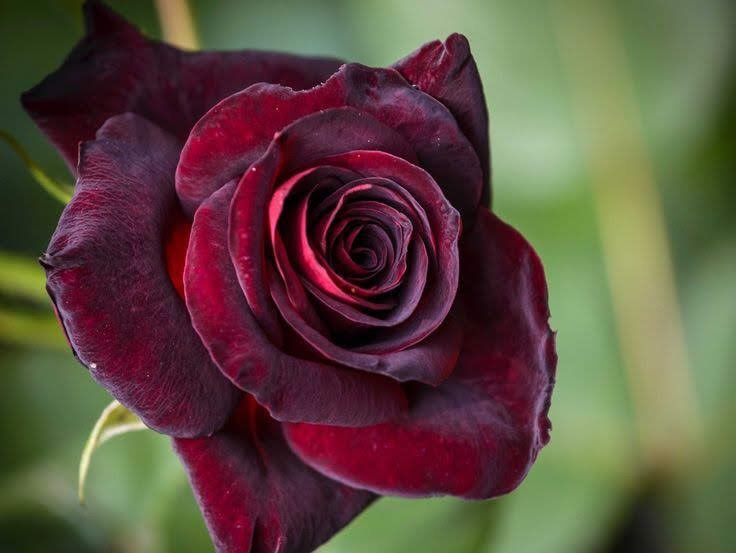 - black pearl rose -