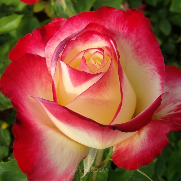 - double delight rose -