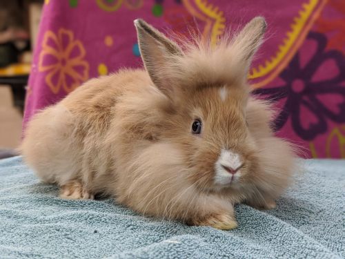 adult lionhead