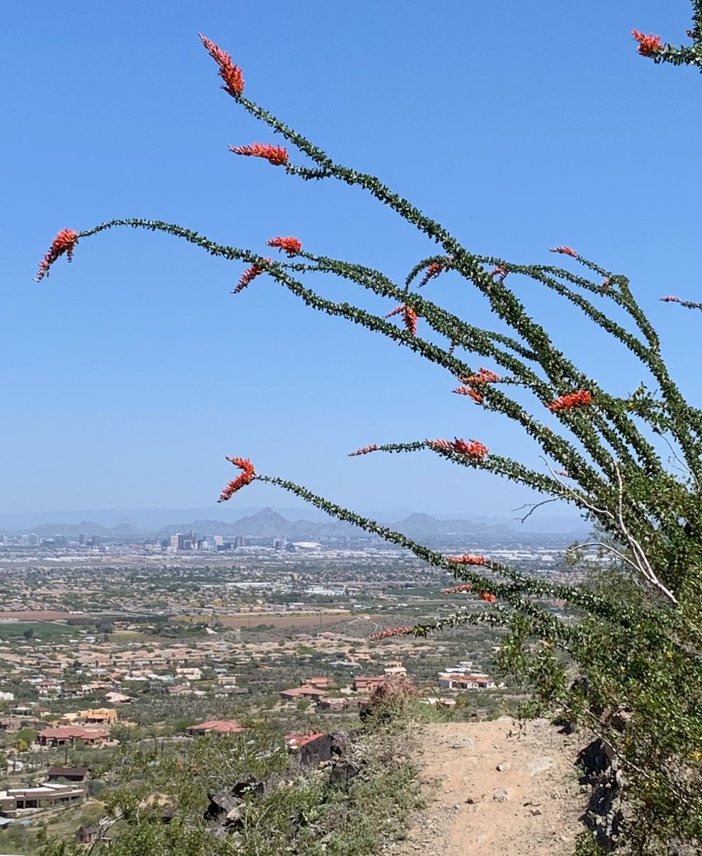 CityofPhoenixAZ's tweet photo. The #Ocotillo is named after the cluster of fiery #redflowers you can find at the end of their stems in #Phoenix from about March to June. #littletorch https://t.co/rdjyzAY4CI