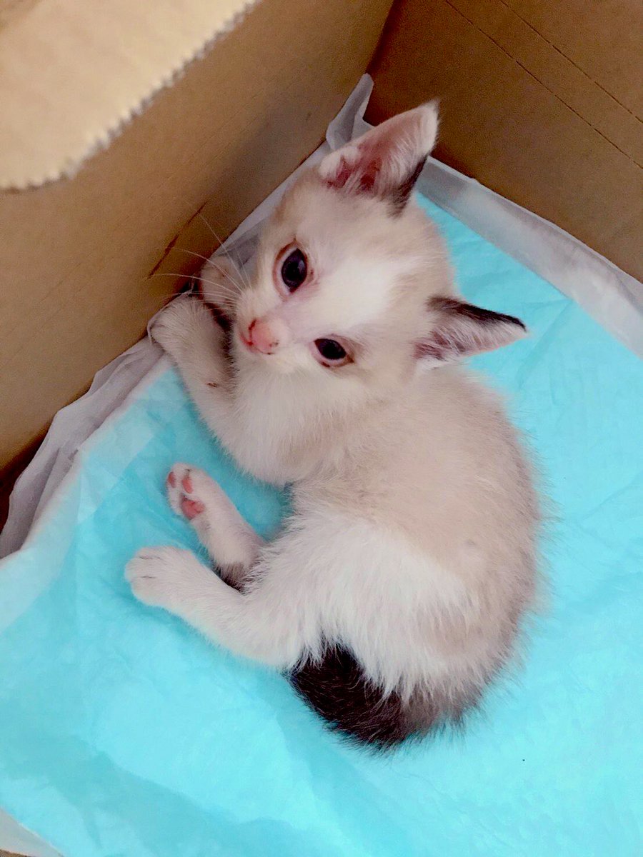 蛇蔵先生の まいにち育つ子猫 まとめ Togetter