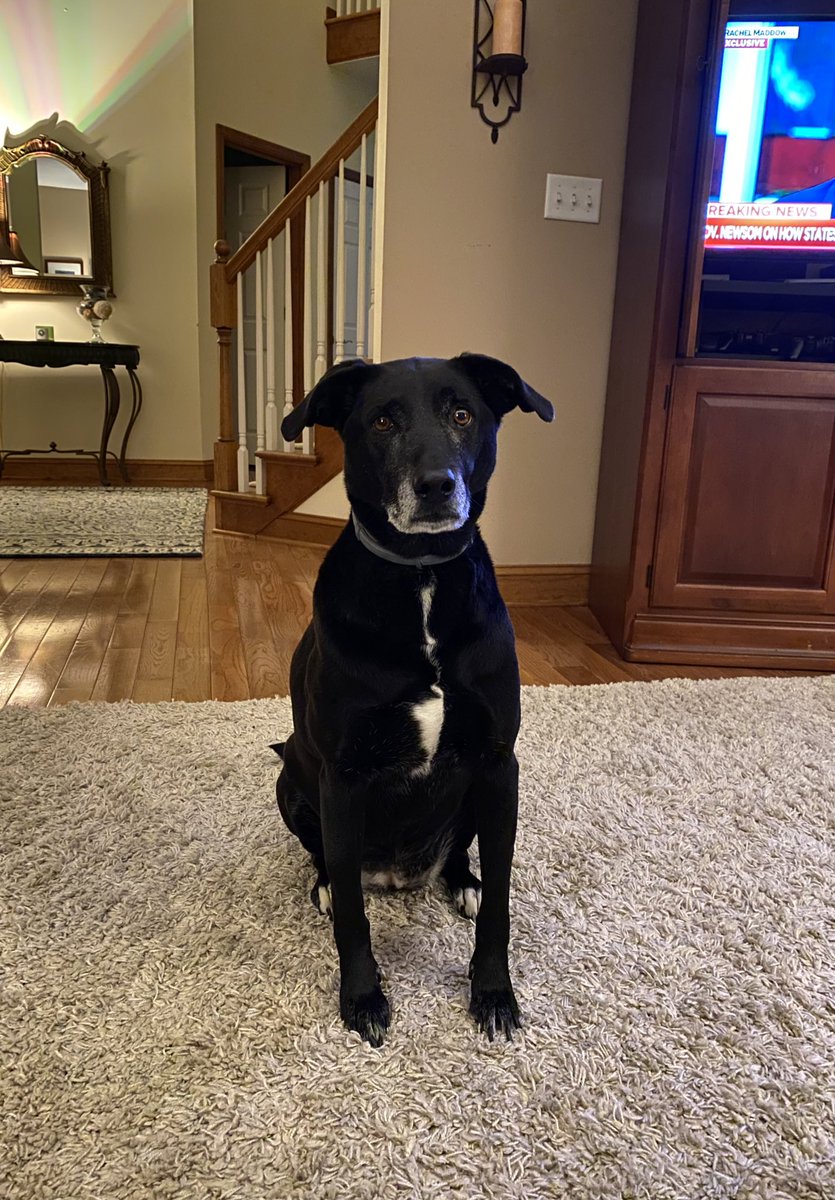 EmKatMac's tweet photo. This dog. She never comes in this room because she thinks the carpet is hot lava. But because I’m eating a highly coveted apple, she braved it and is begging and crying for me to share. Keeps creeping closer. 🙄😆 #Harper #howcouldiresist 🐶🍎 https://t.co/Yi8q1D0TwQ