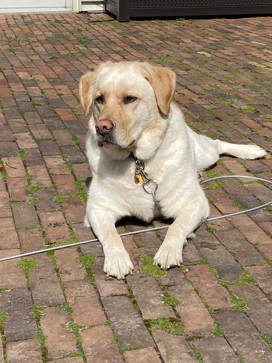 PrincipalCHMS's tweet photo. Here is Kirby soaking up the sun today! #CHvirtualSpiritWeek https://t.co/bmxeJ8Dpur