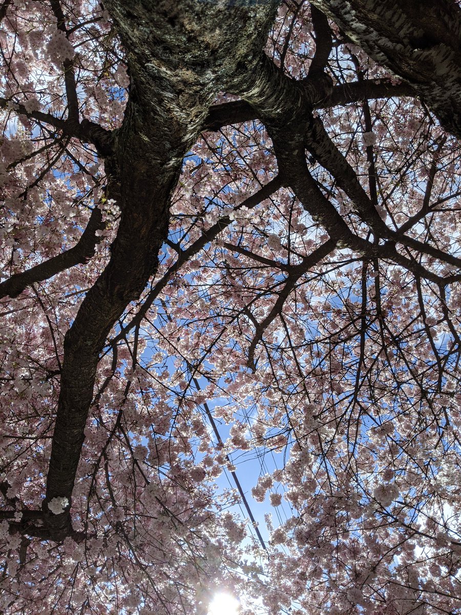 Forgot to post yesterday! Today the flowers are fully open and the whole street smells of a sweet and subtle perfume. Now begins the final stage of the  #CherryBlossom bloom, what our toddler calls "pink snow." Stay tuned!  #CherryBlossoms  #CherryBlossomDaily