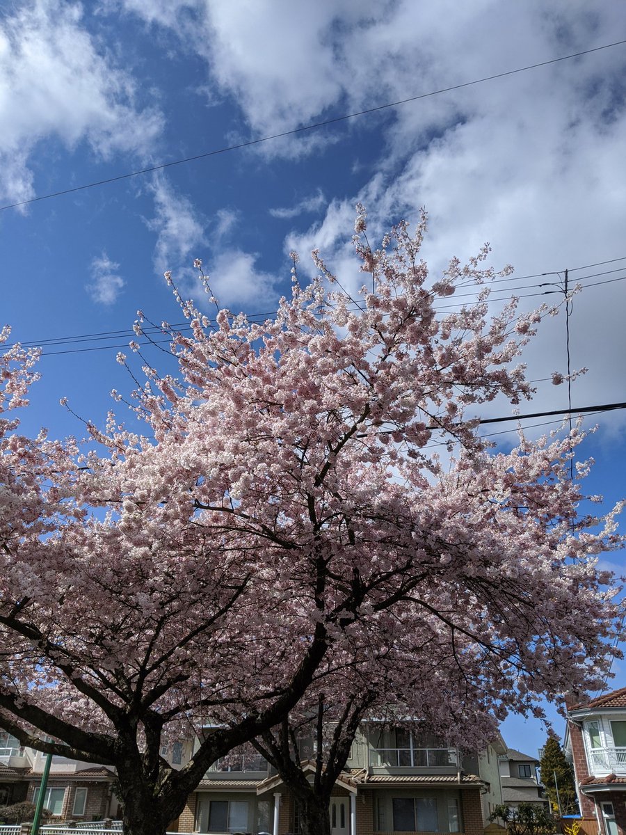 Forgot to post yesterday! Today the flowers are fully open and the whole street smells of a sweet and subtle perfume. Now begins the final stage of the  #CherryBlossom bloom, what our toddler calls "pink snow." Stay tuned!  #CherryBlossoms  #CherryBlossomDaily