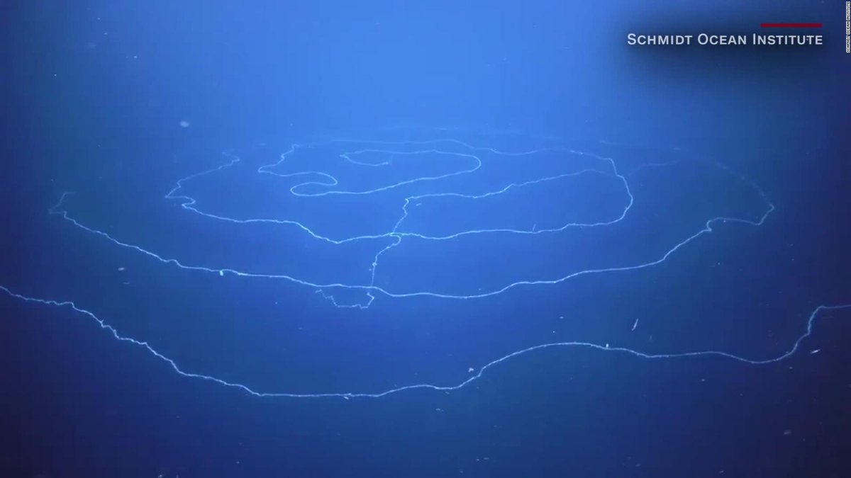 CNNEE's tweet photo. Hallaron una extraña y enorme criatura en las profundidades del océano Índico. Parece una cuerda... ¿qué es? https://t.co/BBOZccsd0S https://t.co/LGCqbFTnLQ
