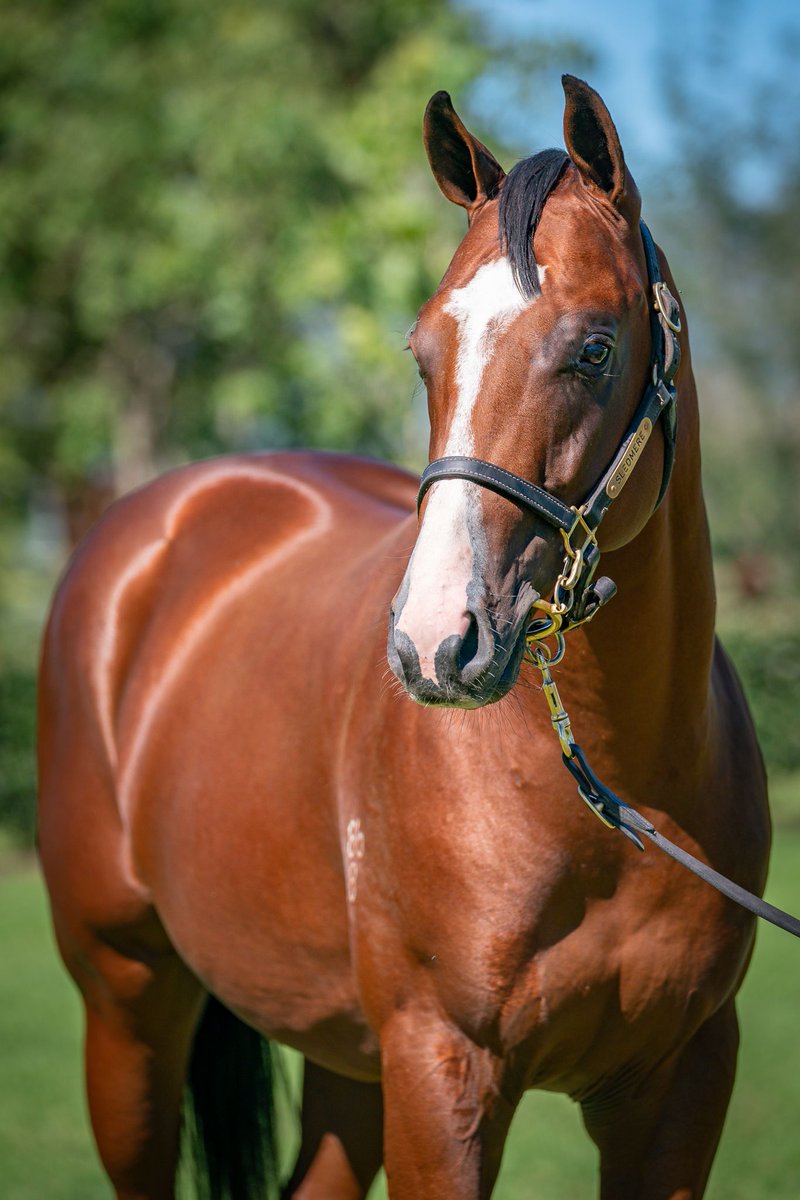 anz_news's tweet photo. Wonderful result for the @NewgateFarm First Season Sire #ExtremeChoice with the colt from Abscond making $340k @inglis_sales Easter. Offered by @SledmereStud as agent, this is the half-brother to G1W #Invincibella &amp; LW #SecretBlaze. https://t.co/WraJcgMUSz