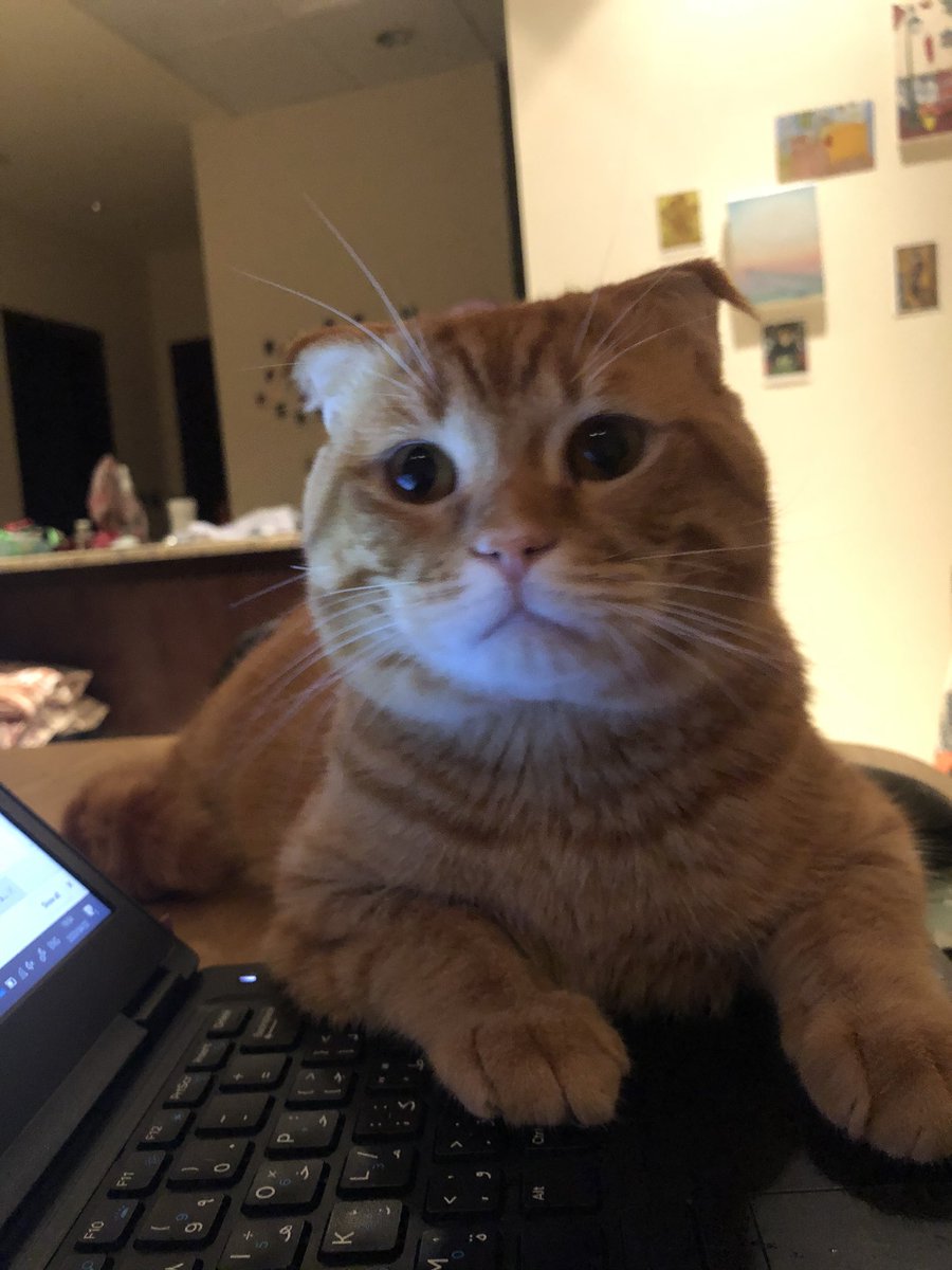 godzi_godzilla's tweet photo. @Number10cat 😽 https://t.co/GmZtmwef8v