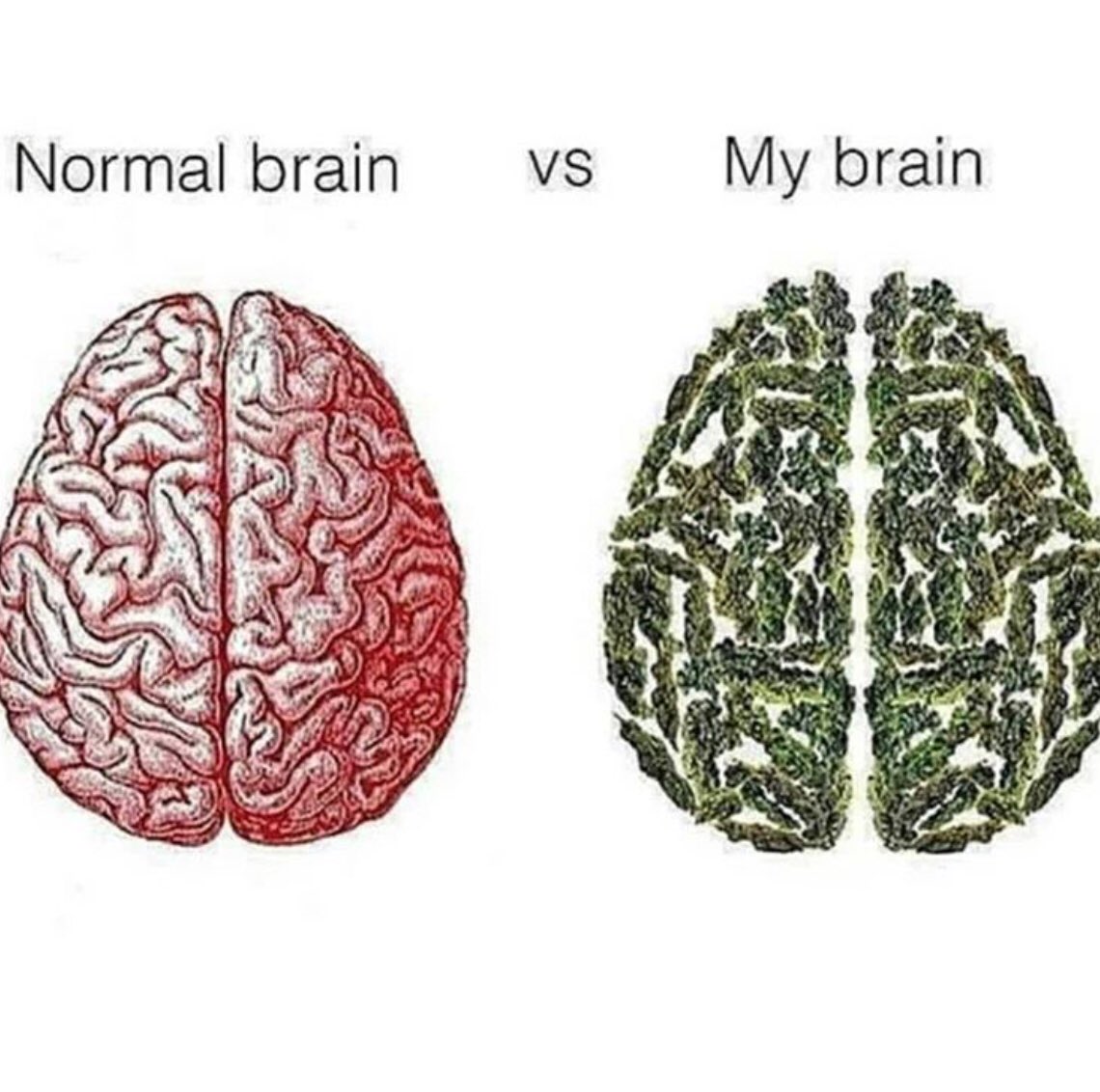 holysmokecanna1's tweet photo. Just a little glimpse inside our brain...[📸: @think_hemp_chicks]
#yyc #calgary #yycbased #supportlocal #localbusiness #cannabis #cannabiscommunity #letssmoke #edibles #CBD #covid_19 #socialdistancing #THC #HSCKW https://t.co/y3PWQBmnXb