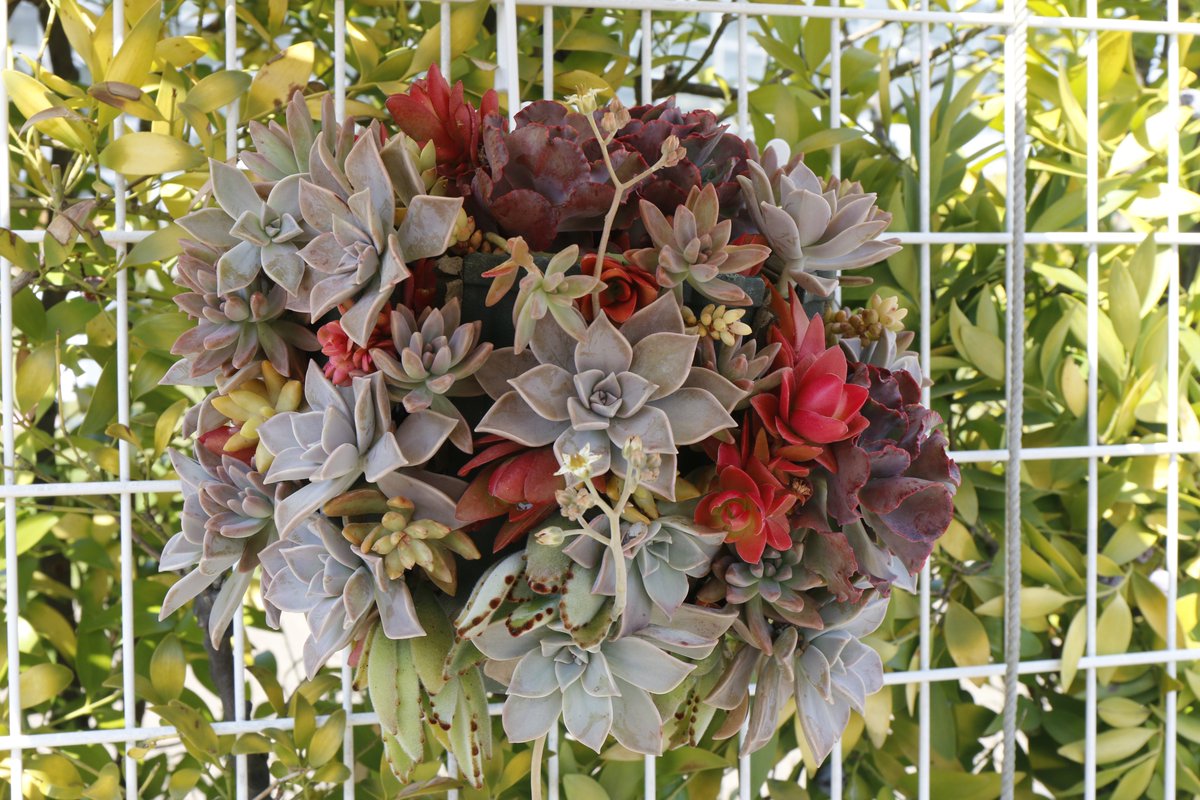 咲くやこの花館 على تويتر Webで楽しむハンギングバスケット展 暮らしを彩る花の装い 華やかに草花や観葉植物を飾ることができる ハンギングバスケット ただいま休館中ですが ご自宅で色とりどりの花をお楽しみ下さい T Co Hocngpxhl7 エア植物園 咲くやこの花館 على تويتر Webで楽しむハンギングバスケット展 暮らしを彩る花の装い 華やかに草花や観葉植物を飾ることができる ハンギングバスケット ただいま休館中ですが ご自宅で色とりどりの花をお楽しみ下さい T Co Hocngpxhl7 エア植物園