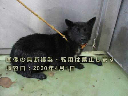 Japanesemichael Jackson 千葉県保健所 本所 期限 4月9日 譲渡相談可 性別 男 年齢推定 若 中齡 犬種 雑種犬 体格 中 毛色 黒 収容月日場所 4 1 旭市八木 首輪なし 迷子犬 里親急募 千葉県 旭市八木 雑種犬 黒犬 保健所 犬