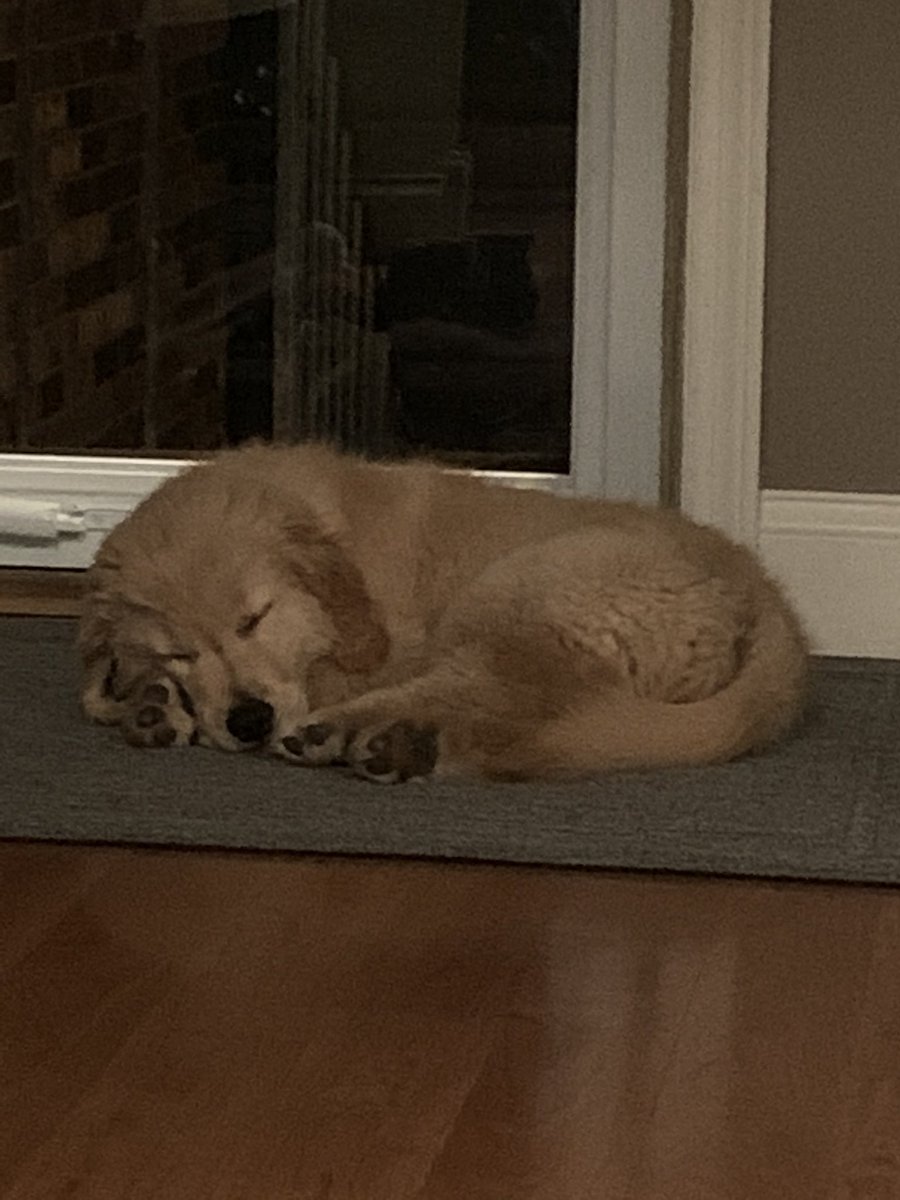 TFil13's tweet photo. @BPatts15 Rizzo was working hard. He is now resting hard. https://t.co/1RqEBamP17