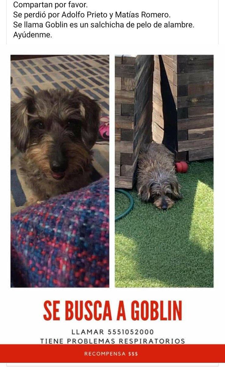 EviuxAM's tweet photo. @MascotasSismo @perrhijos @mimascotaperdi1 @UbicapetMexico #goblin perdido #adolfoprieto #matiasromero #recompemsa #perrosperdidos @En_laDelValle @NarvarteVecinos https://t.co/anZAbq6jVU