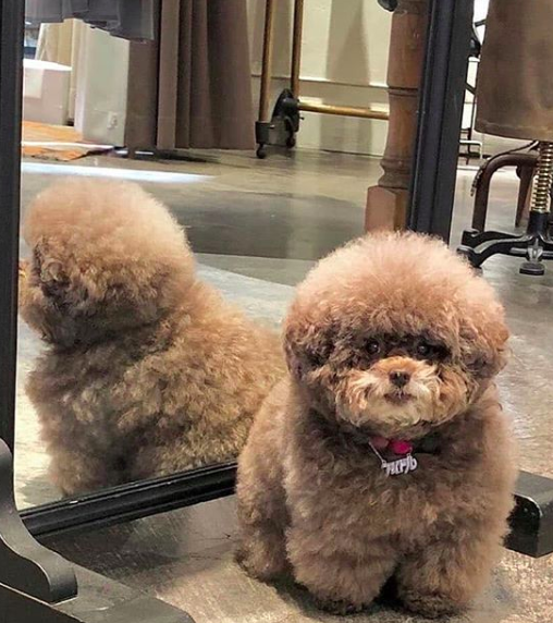 forbabs4pets's tweet photo. Day ????? of quarantine 🐶 https://t.co/gKeVlIY468