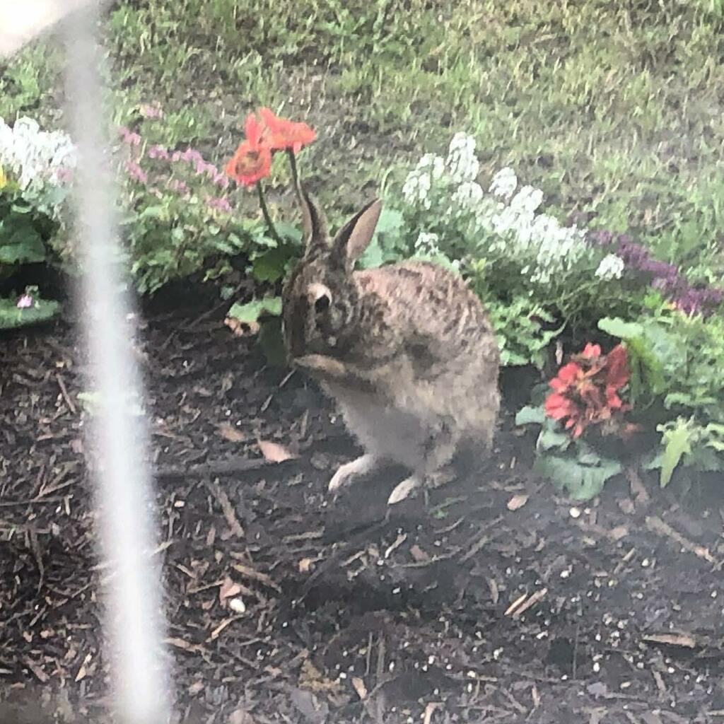 volotr's tweet photo. Is this the Easter bunny? And what is he doing? Praying? Is he maybe just thanking God that some people still plant flowers for him to eat? #hoppyEaster https://t.co/AM0BGGQXUy https://t.co/qsxzUhawRy