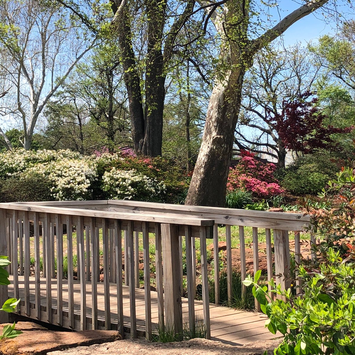 Azaleas! #willrogersgardens #springtime <a href="/okcparks/">OKC Parks</a>