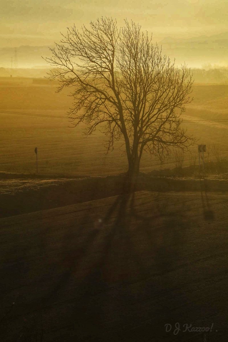 DJkazzoo's tweet photo. 其々の朝。
#photography
#Tree
#Goodmorning
#Goodday
#VerticalComposition https://t.co/wy8OaXqBTT