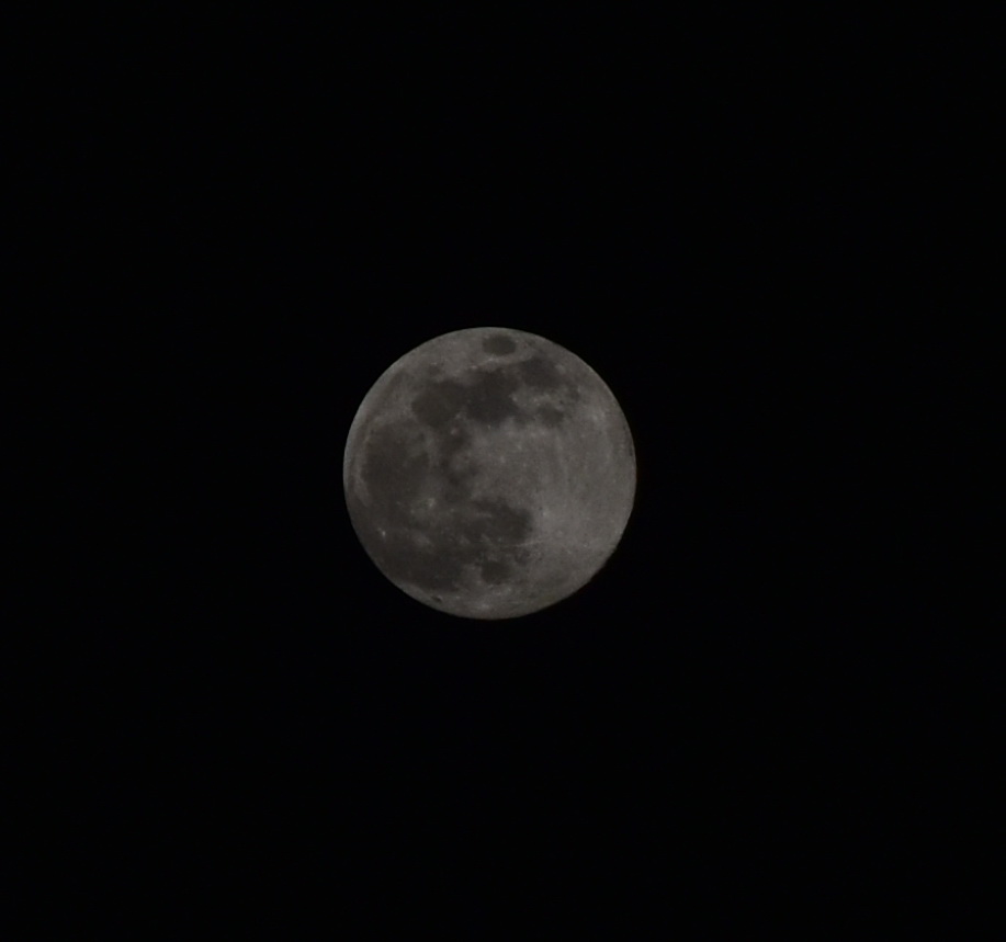 VojvodinaMeteo's tweet photo. Večerašnji mesec iz Bačke Topole ☺️
#moon #mesec #supermoon #supermesec
Foto: Csilla Mészáros https://t.co/e1AHtXBNoN