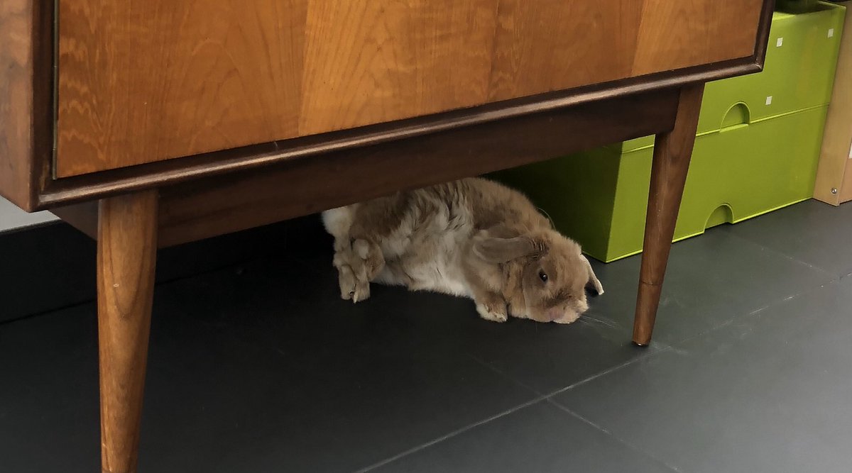 Smarty_Rabbit's tweet photo. I might have overdone it on the mint nuggets. #SmartyRabbit https://t.co/9IytQDaEKR