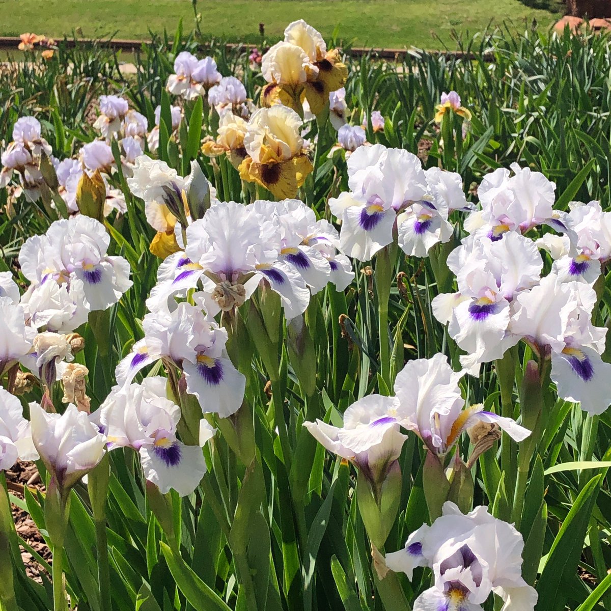 Iris Garden beauty. <a href="/okc_iris/">The Oklahoma Iris Society</a> <a href="/okcparks/">OKC Parks</a> #iris