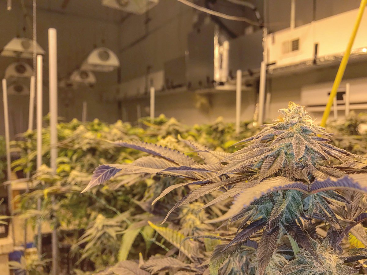 THComponent's tweet image. Paid a visit to our processing &amp;amp; packaging facility today 🔥
#cannabis #i502 #thehealingcomponent #thc #purplepunch