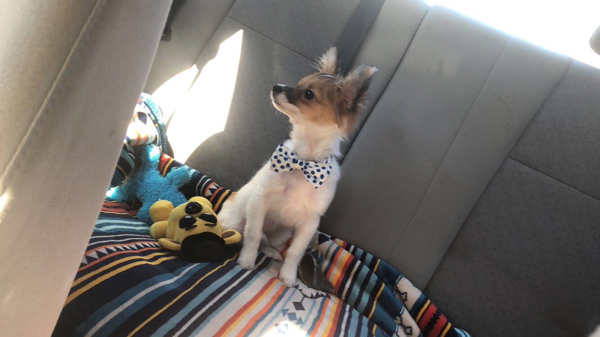 Rylan- he is the KING of our house- the first doggie i ever loved <3 - our protector - all he wants to do is love - he LOVES car rides and bow ties