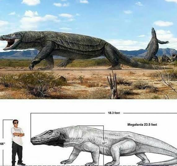 Вымерший ящер. Ящерица МЕГАЛАНИЯ. Гигантский Варан МЕГАЛАНИЯ. Гигантский австралийский Варан (МЕГАЛАНИЯ). Квинкана и МЕГАЛАНИЯ.
