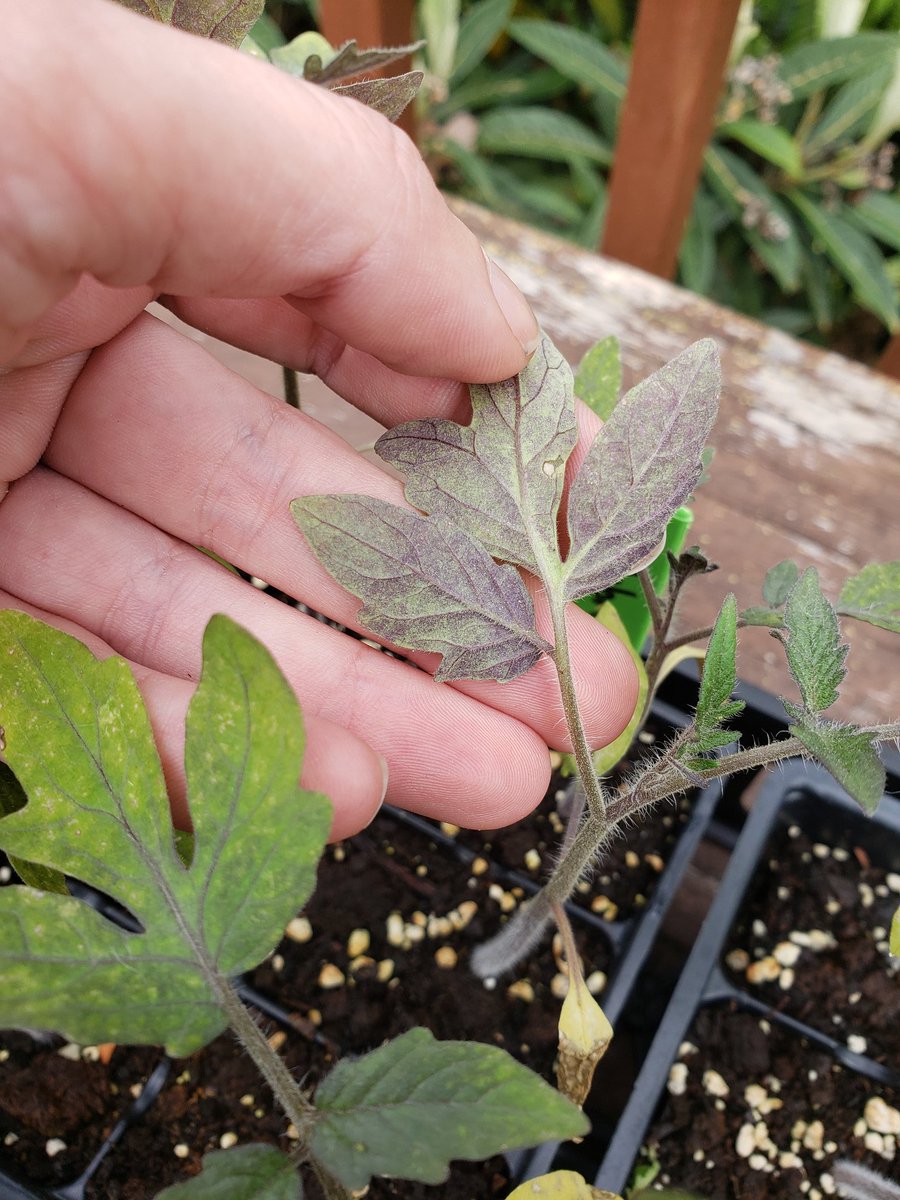 Its been warm but watch the forecast <a href="/NWSLittleRock/">NWS Little Rock</a> before transplanting tomatoes🍅. These young plants are turning purple likely due to phosphorus deficiency in cool soils. Ideally air and soil temps should stay above 60F before moving plants outside #uaexHORT #tomatodemo2020