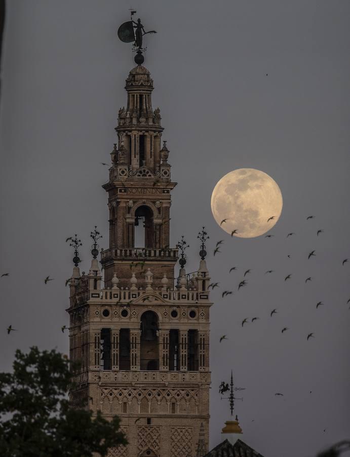 ABC de Sevilla tweet media