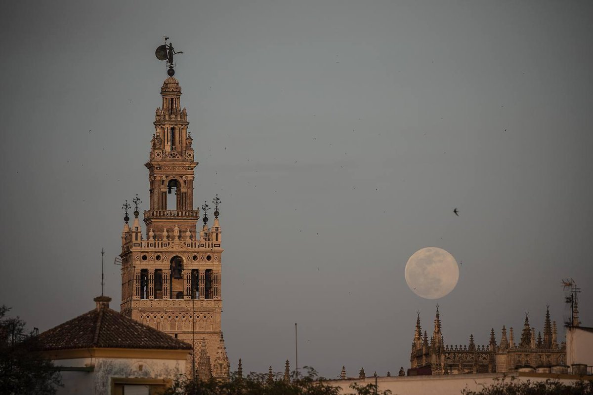 [Fotogalería 📸] La superluna rosa o luna de abril es la luna llena más grande del año y en Semana Santa se ha asomado a las calles de #Sevillahoy para darle aún más ese toque de misterio que se respira en las últimas semanas de confinamiento ow.ly/e2Gs30qw9M8