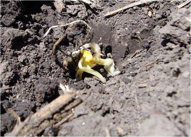 Asgrow_DEKALB's tweet photo. Today for #AgronomyWeek, we're talking all things planting. With cool temperatures in the forecast for this weekend and #plant20 underway, take a look at this helpful article on planting corn in cold temperatures: https://t.co/KNwi29lyC8. #MyFarmMyYield #AgChat https://t.co/iztdf32va6