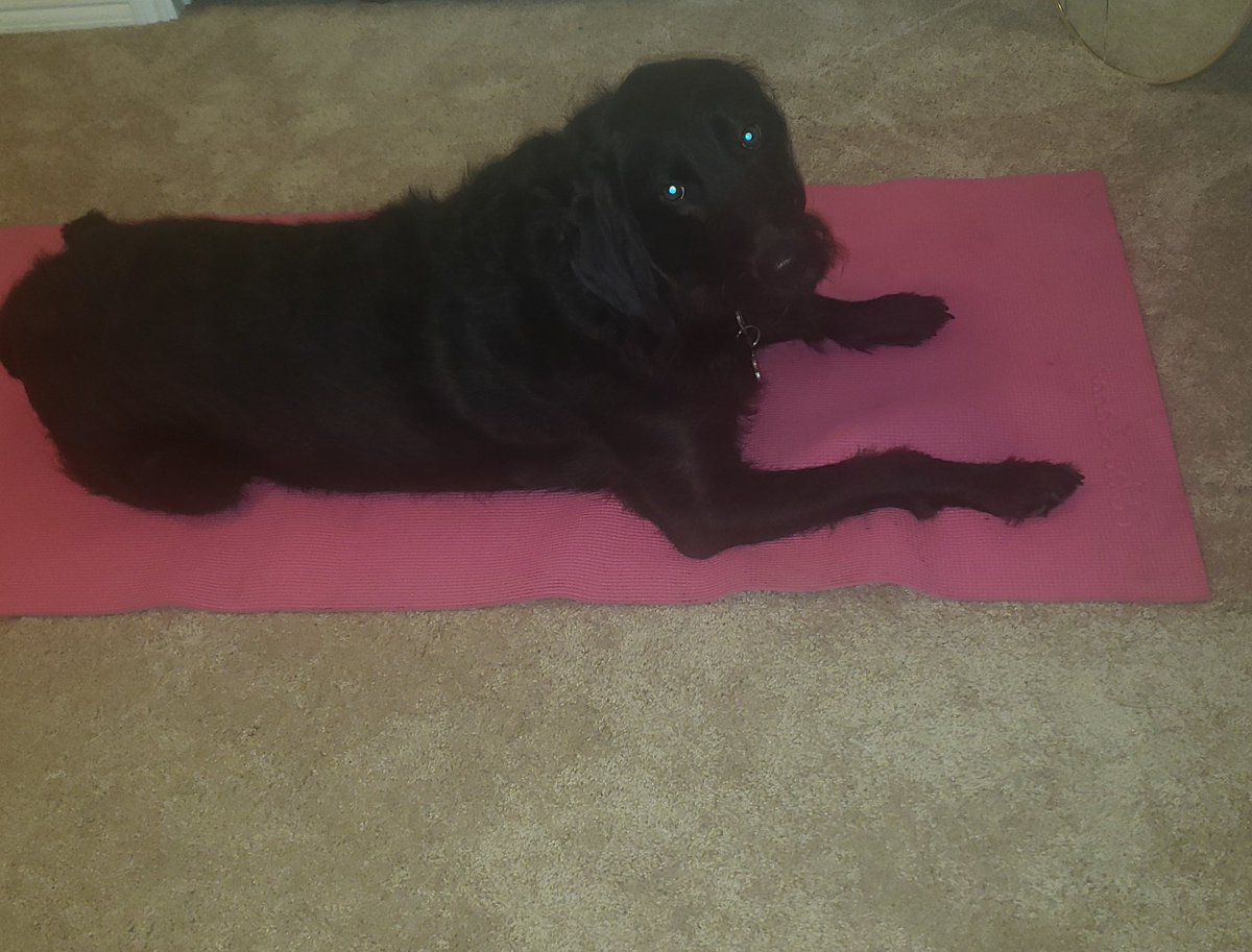 PinkSapphire6's tweet photo. Thumper is showing everyone his #SphinxPose! He loves to stretch and practice #yoga just like his mommy! 🤣😂🧘🏾♀️ #yogi #labradoodle #dogyoga #athomeworkout #namaste #stretch #vinyasa #yogaflow #tuesdaymotivation #entrepreneur #paws #worklifebalance #tuesdayvibes #dogsoftwitter https://t.co/8lrfoaHMUm