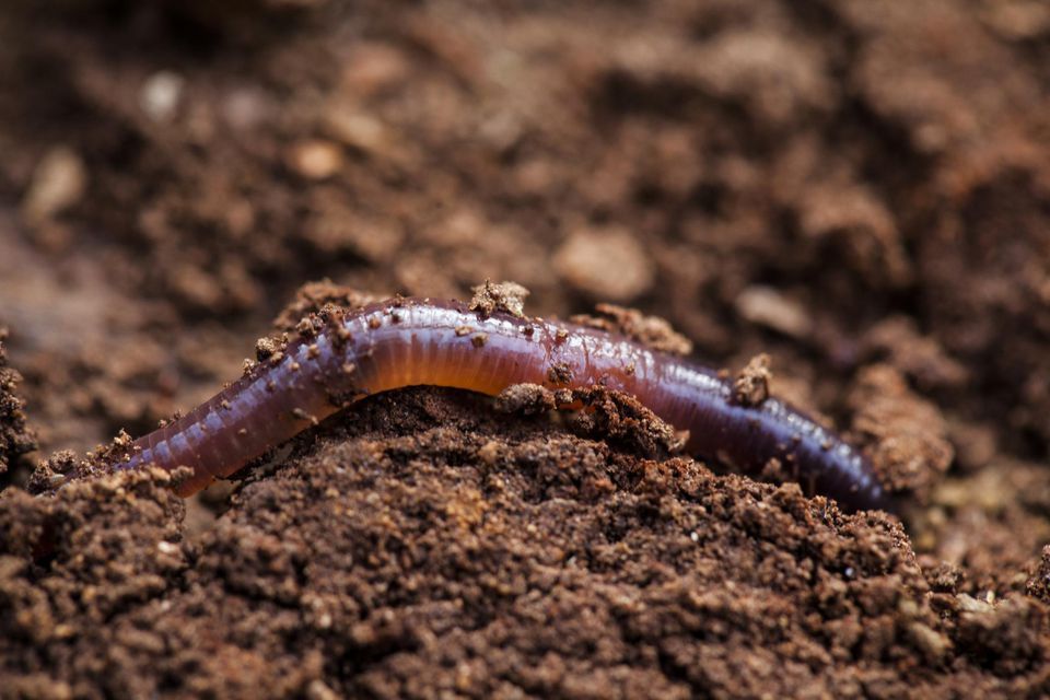 DouglasSarpyExt's tweet photo. Join Taia on her beautiful adventure as she collects worms on a rainy day. Rainy days can be beautiful days too. It's all about looking around you and seeing what kinds of creatures come out when people hide inside. 
https://t.co/e5JNP3sRKW https://t.co/Ece9N0AoVm