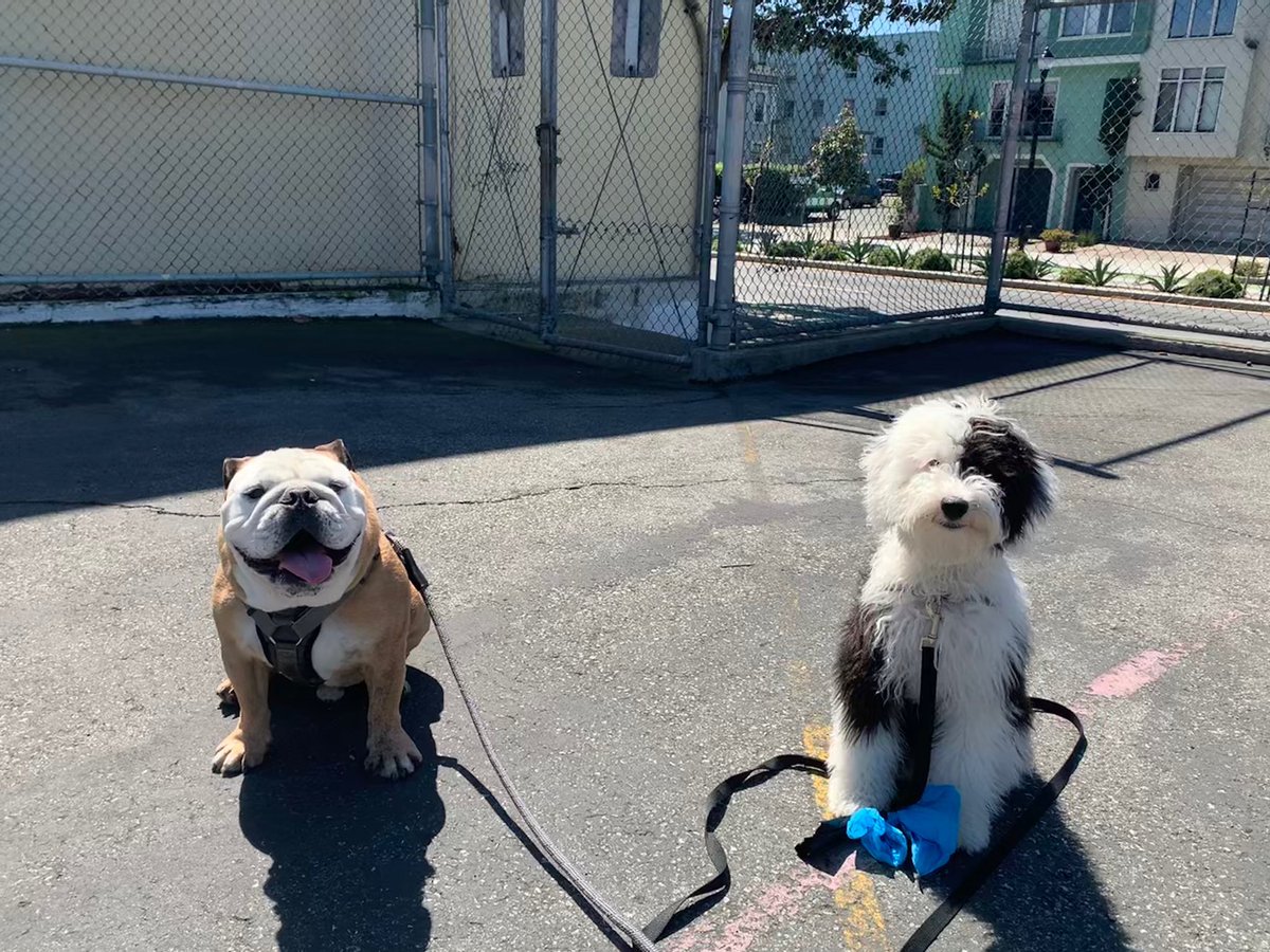 Betty White made a new friend named Jack today and I’m here to bless your feed with this wholesome content we all need right now