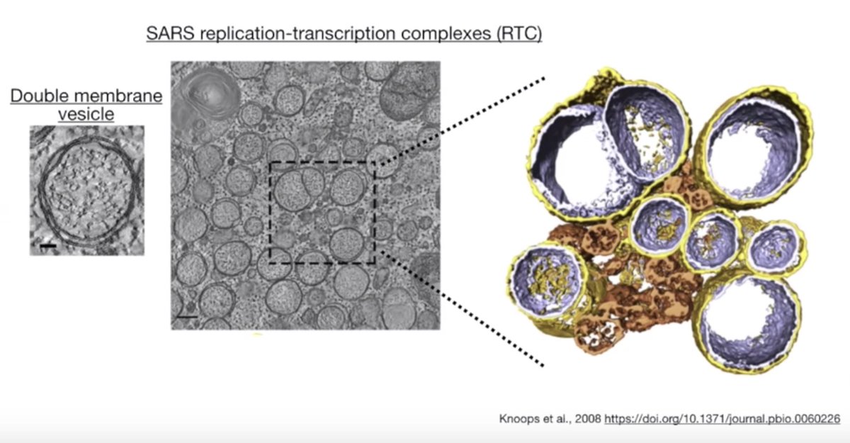 CoVs form these insane looking replication-transcription complexes in the host cell that are protected by double membrane vesicles. This shields the replicating virus from antiviral that could damage it and concentrates its transcriptional machinery so it can grow faster