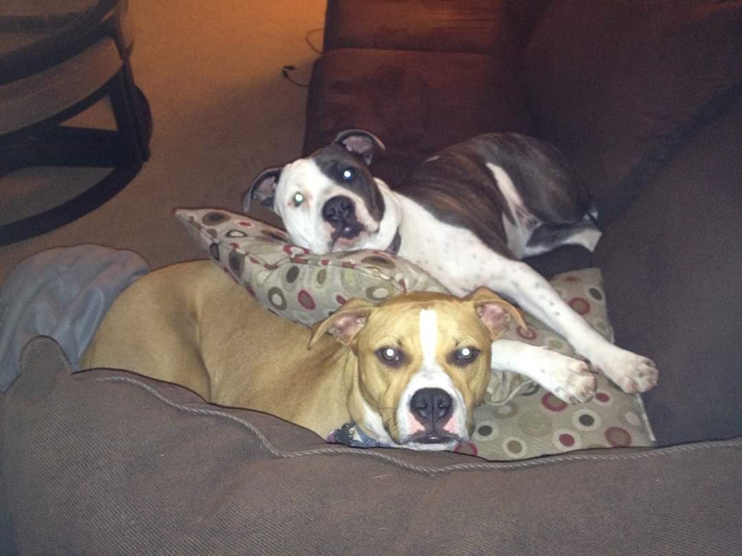 SuzanneAMace's tweet photo. @bethkbarnes Cash and Stoli https://t.co/N0ajHJHzAJ