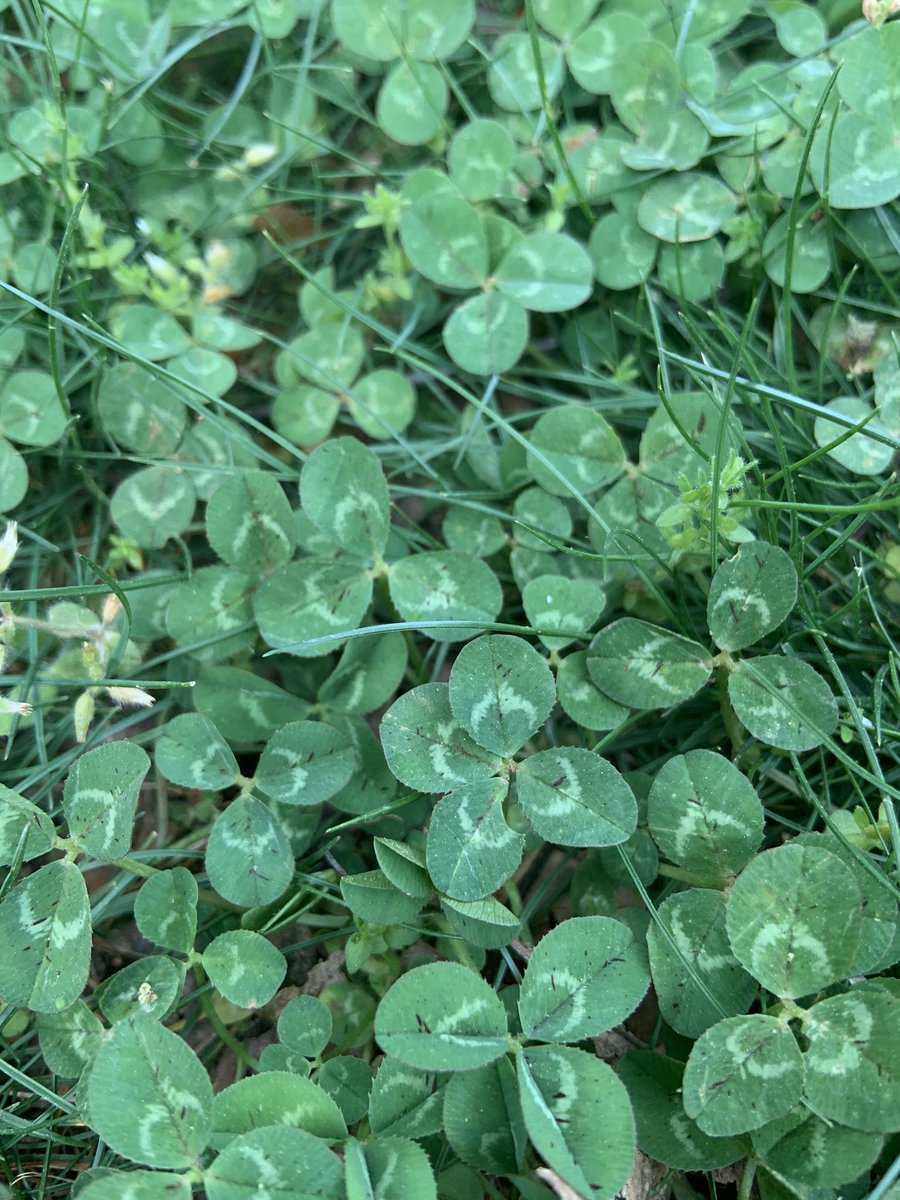 GabrielleOlexa's tweet photo. Do you see it? #nature #alittlebitofluck https://t.co/AeYFw26hR5