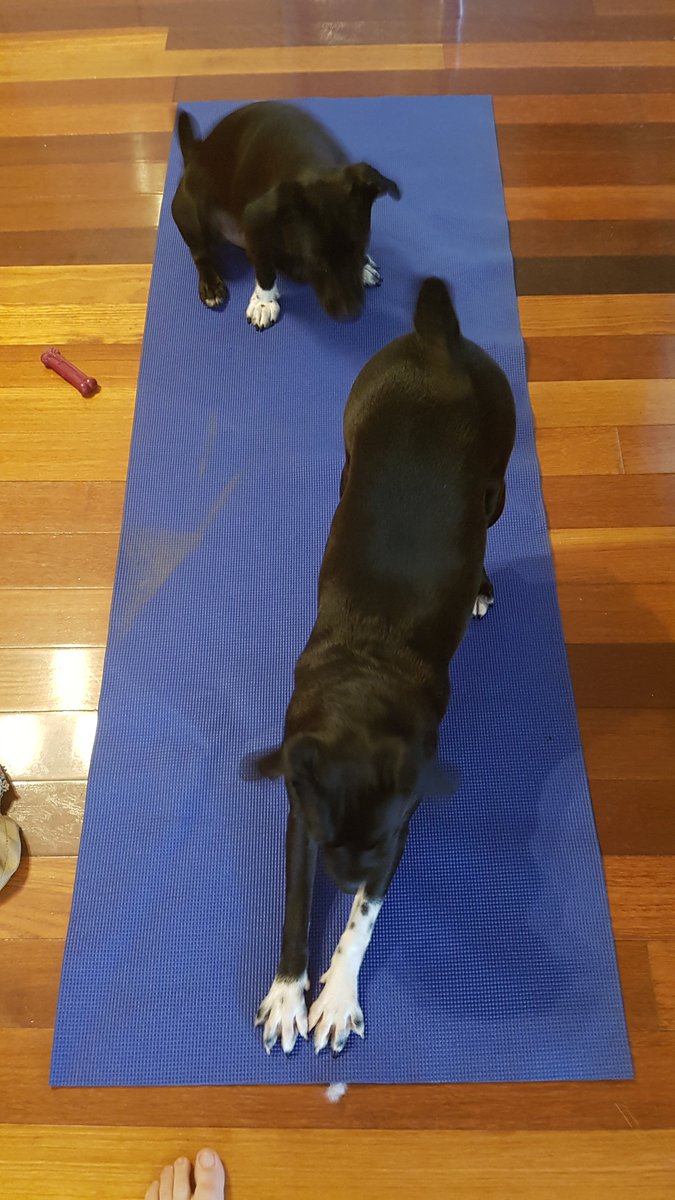 Downward facing dogs :)