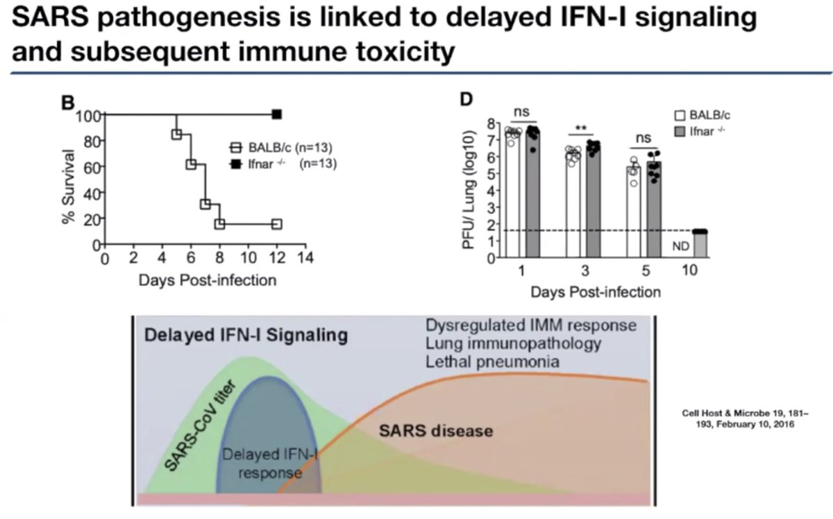 SARS-1 delays host IFN-1 signaling so it can replicate to high viral titers. A delayed interferon response unleashes an improper innate immunity reaction that is a leading cause of acute lung injury/ARDS (this is how it kills you)